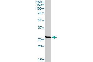 CD209 MaxPab rabbit polyclonal antibody. (DC-SIGN/CD209 antibody  (AA 1-404))