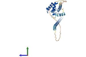 AlphaFold protein structure predicition of Mouse Recombinant Spef1 Protein, UniprotID Q99JL1 (SPEF1 Protein (AA 1-234) (His tag))