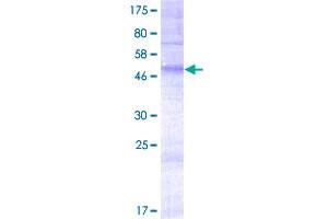 Olfactory Receptor, Family 4, Subfamily E, Member 2 (OR4E2) (AA 1-313) protein (GST tag)