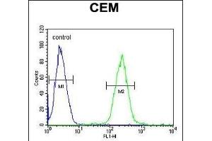 STBPL1 Antibody (Center) (ABIN651519 and ABIN2840275) flow cytometric analysis of CEM cells (right histogr) compared to a negative control cell (left histogr). (STAMBPL1 antibody  (AA 135-163))