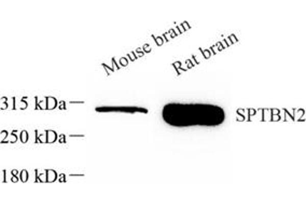 Spectrin, Beta, Non-erythrocytic 2 (SPTBN2) antibody