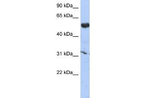 WB Suggested Anti-CYP4X1 Antibody Titration: 0. (CYP4X1 antibody  (Middle Region))