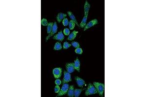 Immunofluorescence (IF) image for anti-Galactosidase, alpha (GLA) antibody (ABIN3002776)