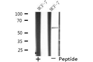 SHC2 antibody  (Internal Region)