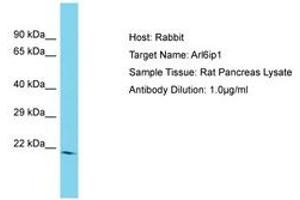 Image no. 1 for anti-ADP-Ribosylation Factor-Like 6 Interacting Protein 1 (ARL6IP1) (AA 69-118) antibody (ABIN6750461)