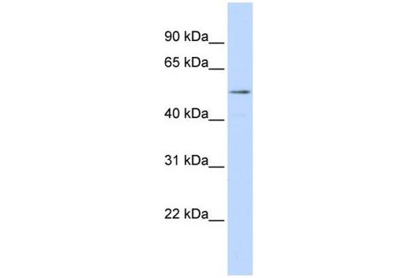 SUV420H1 antibody  (C-Term)