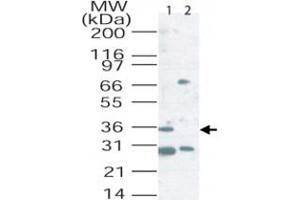 Western blot analysis of Cd207 in mouse lung tissue lysate.