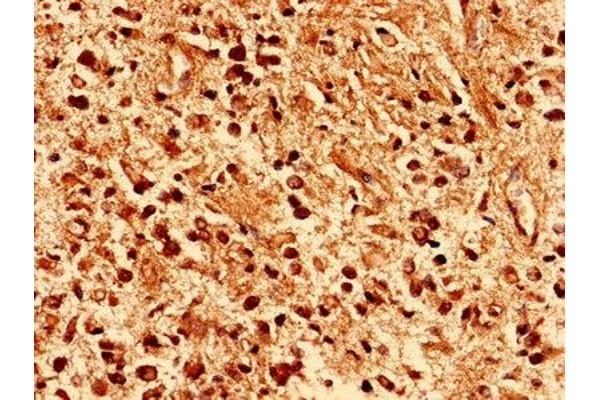 PAFAH1B2 antibody  (AA 2-229)