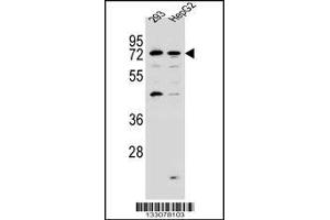 Western blot analysis in 293,HepG2 cell line lysates (35ug/lane). (GIMAP8 antibody  (N-Term))