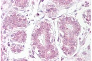 Anti-IKB Alpha antibody IHC staining of human breast. (NFKBIA antibody  (AA 34-48))