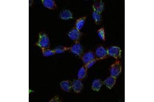 Immunofluorescence analysis of HepG2 cells using ENG monoclonal antibody, clone 3A9  (green). (Endoglin antibody)