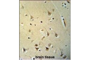 P2R3C Antibody (N-term) (ABIN653699 and ABIN2843017) immunohistochemistry analysis in formalin fixed and paraffin embedded human brain tissue followed by peroxidase conjugation of the secondary antibody and DAB staining. (PPP2R3C antibody  (N-Term))