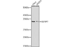 Western blot analysis of extracts of various cell lines, using IGFBP7 Rabbit mAb (ABIN7267910) at 1:1000 dilution. (IGFBP7 antibody)