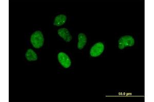 Immunofluorescence of purified MaxPab antibody to NUP43 on HeLa cell.