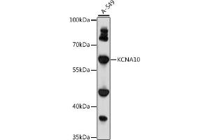 Western blot analysis of extracts of A-549 cells, using KCN antibody (ABIN7269485) at 1:1000 dilution. (KCNA10 antibody  (AA 1-125))