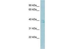 Image no. 1 for anti-RAD51-Interacting Protein (RAD51AP1) (AA 215-264) antibody (ABIN6741639) (RAD51AP1 antibody  (AA 215-264))