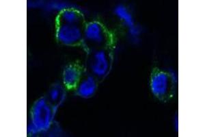 Confocal immunofluorescence analysis of methanol-fixed HEK293 cells trasfected with EphB4-hIgGFc using EphB4 antibody (green), showing membrane localization. (EPH Receptor B4 antibody)