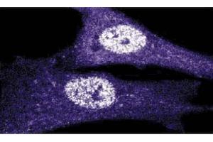 Immunoflourescence staining of human fibroblasts. (CDK1 antibody  (AA 283-297))
