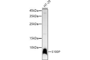 Western blot analysis of extracts of HT-29 cells, using S100P antibody  at 1:1000 dilution. (S100P antibody)
