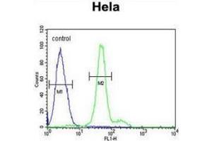 Flow cytometric analysis of Hela cells (right histogram) compared to a negative control cell (left histogram) using ELOVL5  Antibody (C-term), followed by FITC-conjugated goat-anti-rabbit secondary antibodies. (ELOVL5 antibody  (C-Term))
