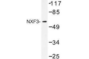 Image no. 1 for anti-Nuclear RNA Export Factor 3 (NXF3) antibody (ABIN317847) (NXF3 antibody)