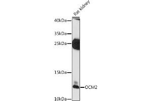 Western blot analysis of extracts of rat kidney, using OCM2 antibody (ABIN7269098) at 1:1000 dilution. (Oncomodulin 2 (OCM2) (AA 1-109) antibody)