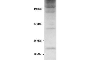 Western blot analysis of Human HEK93 lysates showing detection of Ubiquitin protein using Rabbit Anti-Ubiquitin Polyclonal Antibody . (Ubiquitin antibody  (Biotin))
