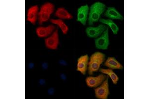 ABIN6264974 and ABIN6276799 staining Hela cells by IF/ICC. (SELPLG antibody  (N-Term))