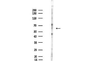 anti-Regulator of G-Protein Signaling 6 (RGS6) antibody