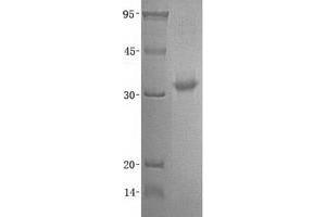 Validation with Western Blot