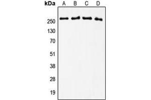 Western blot analysis of Tenascin C expression in U2OS (A), MCF7 (B), NIH3T3 (C), PC12 (D) whole cell lysates. (TNC antibody  (Center))
