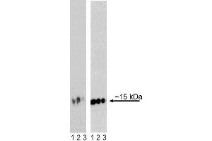 Western blot analysis of H2AX (pS139) in transformed human epithelioid carcinoma. (H2AFX antibody  (pSer139))