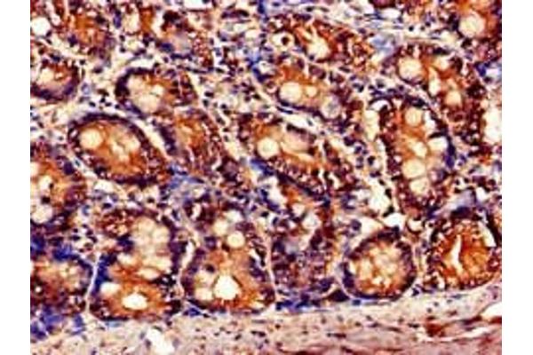 TNFAIP1 antibody  (AA 233-316)