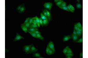 Immunofluorescence staining of HepG2 cells with ABIN7165127 at 1:333, counter-stained with DAPI.