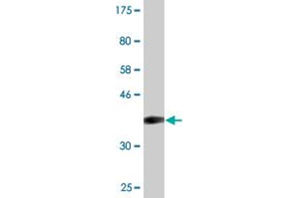 RBM15 antibody  (AA 701-810)