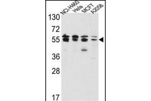Western blot analysis of IDH2 Antibody (Center) (ABIN391584 and ABIN2841516) in NCI-,Hela,MCF7, cell line lysates(35 μg/lane). (IMPDH2 antibody  (AA 180-210))