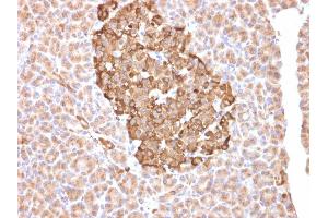 Formalin-fixed, paraffin-embedded human pancreas stained with Ferritin, Heavy Chain Mouse Monoclonal Antibody (FTH/2081). (FTH1 antibody  (AA 58-180))