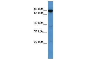 WB Suggested Anti-Abcb10 Antibody Titration:  0. (ABCB10 antibody  (Middle Region))