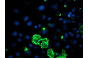 Immunofluorescence (IF) image for anti-DAN Domain Family, Member 5 (DAND5) (AA 23-189) antibody (ABIN1491234) (DAND5 antibody  (AA 23-189))