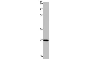 Western Blotting (WB) image for anti-Kallikrein 14 (KLK14) antibody (ABIN2827021) (Kallikrein 14 antibody)