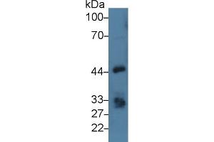 Detection of EPCAM in Porcine Kidney lysate using Polyclonal Antibody to Epithelial Cell Adhesion Molecule (EPCAM) (EpCAM antibody  (AA 25-265))