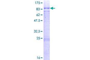 CDK17 Protein (AA 1-523) (GST tag)