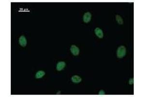 Immunostaining analysis in HeLa cells. (NRF2 antibody)