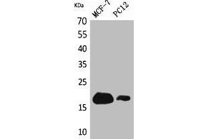 Western Blot analysis of MCF7, PC12 cells using CD225 Polyclonal Antibody. (IFITM1 antibody  (N-Term))