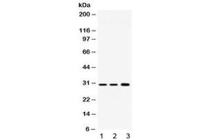 Western blot testing of 1) rat brain, 2) mouse brain and 3) human HeLa lysate with AQP11 antibody at 0. (AQP11 antibody  (AA 35-70))