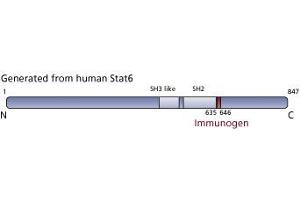 Image no. 1 for anti-Signal Transducer and Activator of Transcription 6, Interleukin-4 Induced (STAT6) (pTyr641) antibody (ABIN968594) (STAT6 antibody  (pTyr641))