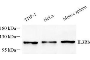 Western blot analysis of IL-3RB (ABIN7073557),at dilution of 1: 1000 (CD131 antibody)
