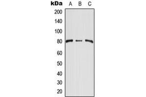 Western blot analysis of CD248 expression in HEK293T (A), NIH3T3 (B), H9C2 (C) whole cell lysates. (CD248 antibody  (Center))