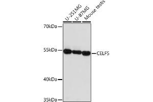 Western blot analysis of extracts of various cell lines, using CELF5 Rabbit pAb (ABIN7266539) at 1:1000 dilution.