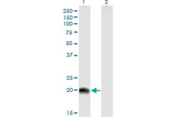 RS1 antibody  (AA 1-224)